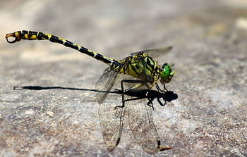 Libelle