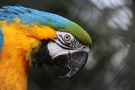 Ara bleu-jaune sur Denise van Eck