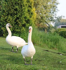 Together by the water’s edge by Krista Zuur
