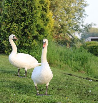 Together by the water’s edge