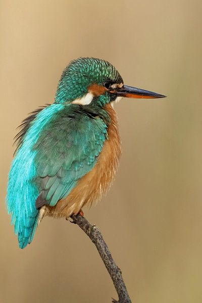 Kingfisher portrait. by Astrid Brouwers