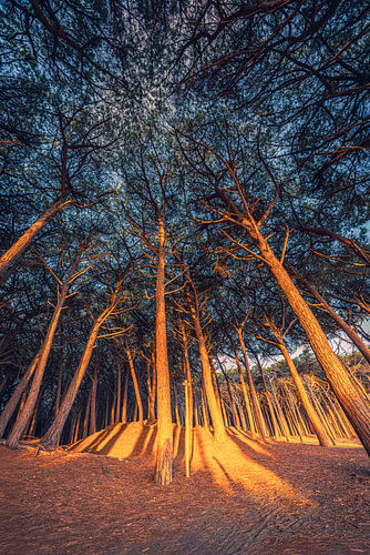 Golden Shadows in the Forest