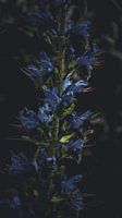 Harmonie in der Natur: Biene auf blauen Blumen