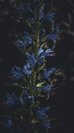 Harmony in Nature: Bee on Blue Flowers by ByLulu