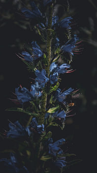 Harmony in Nature: Bee on Blue Flowers