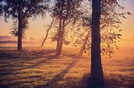 Birches in the morning light by Florian Kunde thumbnail
