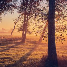 Birken im Morgenlicht von Florian Kunde