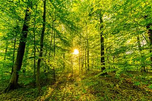 Wald mit Buchen mit Sonnenstrahlen im Gegenlicht
