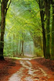 een kronkelend bospad von Rigo Meens