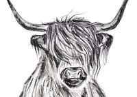 Schotse Hooglander aquarel in zwart wit