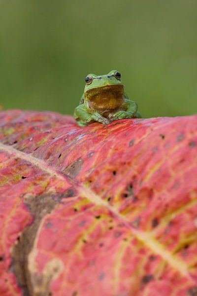 Boomkikker op rood blad van Jeroen Stel