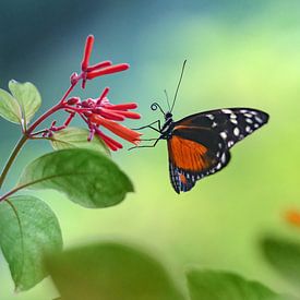 Vlinder op een bloem tegen een mooie achtergrond van Chihong