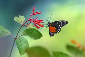 Vlinder op een bloem tegen een mooie achtergrond van Chihong