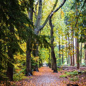 Waldallee von Alexander van der Molen