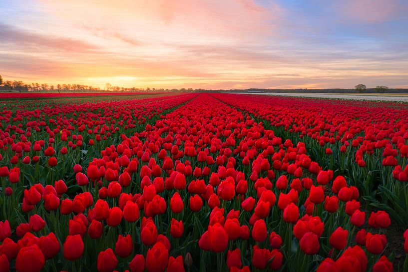 Rode tulpen. van Marco Lok