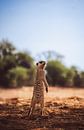 Meerkat in the Kalahari of Namibia, Africa by Patrick Groß thumbnail