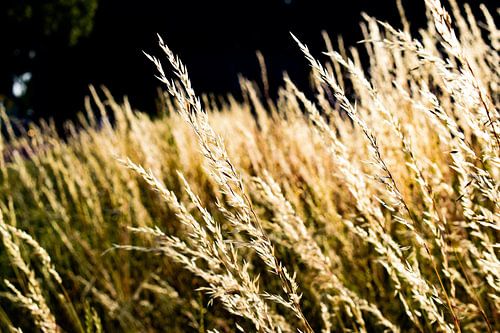 Gouden Koren Veld
