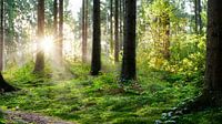 Wunderschöner Sonnenaufgang im Wald van Günter Albers thumbnail