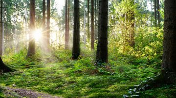 Wunderschöner Sonnenaufgang im Wald von Günter Albers