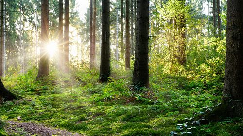 Wunderschöner Sonnenaufgang im Wald