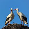 Cigognes amoureuses sur Malou van Gorp
