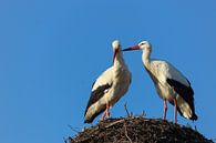 Storks in love by Malou van Gorp thumbnail