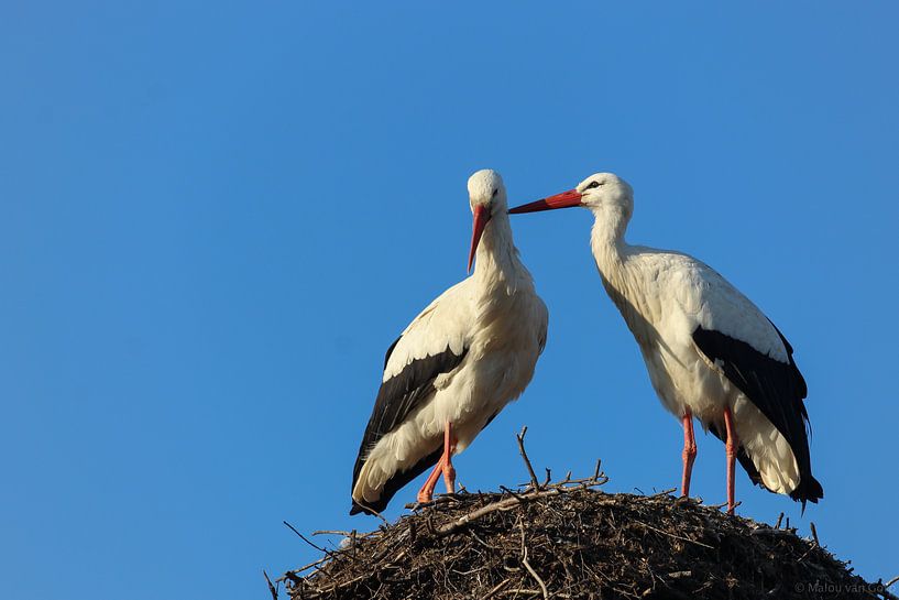 Storks in love by Malou van Gorp