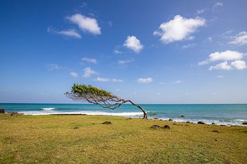 Boom aan zee in de wind, Pointe Allègre, Sainte Rose Guadeloupe