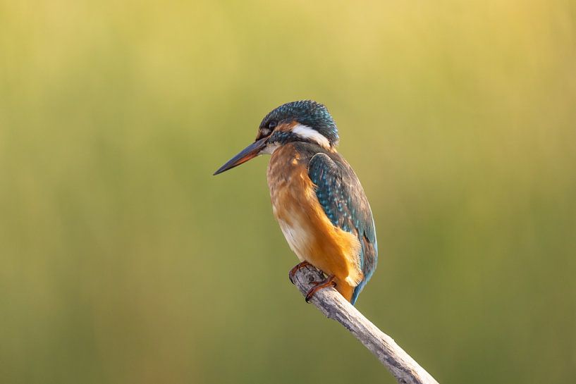 Eisvogel, Alcedo atthis von Gert Hilbink