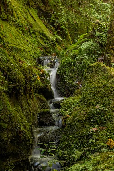 The wild Gelobtbach stream in the Elbe Sandstone Mountains by Holger W. Spieker