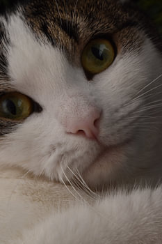Katzenfreund