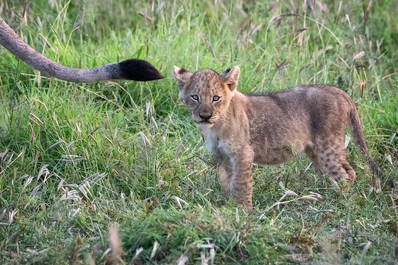 Süßes Löwenjunges in der Wildnis von Afrika von Chi