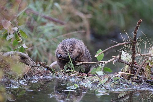 jonge Europese bever Zwabische Alb Baden Wuerttemberg Duitsland