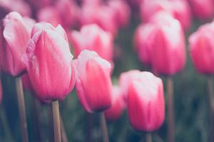 Blühende rosa Tulpen in der Landschaft