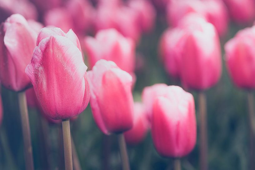 Bloeiende roze tulpen in landschap van Fotografiecor .nl