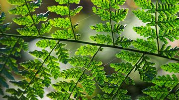 Green ferns by Tesstbeeld Fotografie