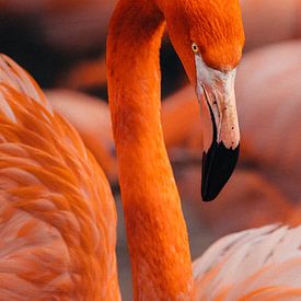 RED FLAMINGO // exotic by Rita Kuenen