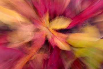 Kleurexplosie in de herfst van Irene Damminga