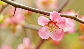 Unique en son genre... (Fleur de porcelet nain) sur Caroline Lichthart