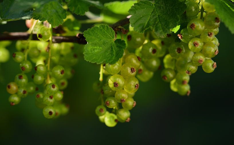 Grüne Johannisbeeren hängen an einem Busch im Freien von Ulrike Leone