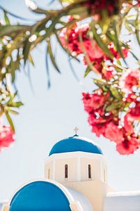 Rosa Blumen und Santorini-Kirche