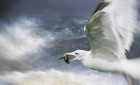 Gull with crab in beak