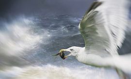 Gull with crab in beak by Mario Dekker-Janssen
