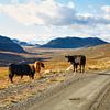 Koeien in Noors berglandschap van Sara in t Veld Fotografie