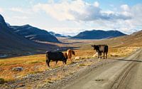 Des vaches le long de la route en Norvège. par Sara in t Veld Fotografie Aperçu