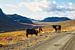 Des vaches le long de la route en Norvège. sur Sran Vld Fotografie