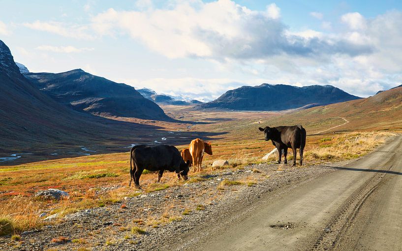 Des vaches le long de la route en Norvège. par Sara in t Veld Fotografie