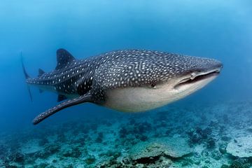 Whale shark by Norbert Probst