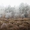 Bevroren bosrand | Zwarte Dennen Staphorst | Landschapsfotografie van Laura Dijkslag