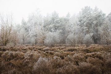 Frozen forest edge | Black Pines Staphorst | Landscape photography by Laura Dijkslag